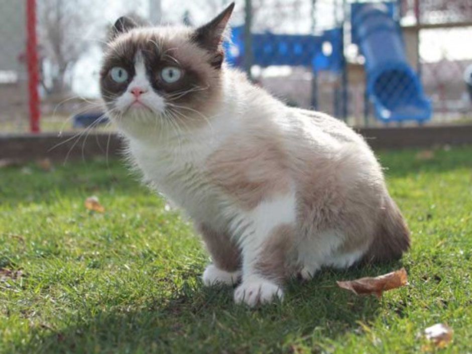 Grumpy Cat Thursday GIF