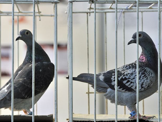 At $410 000 Belgian racing pigeon bolts to title of world s most