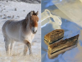 AP Photo/Przewalski's Horse Association via Nature, Claudia Feh // AP Photo/Ludovic Orlando via Nature