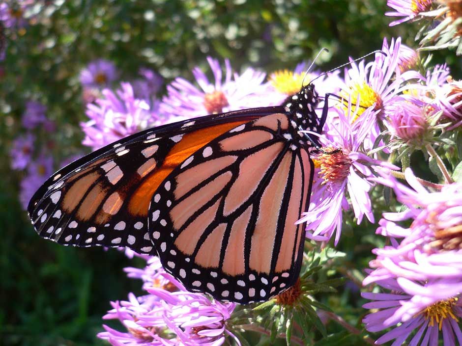 Fluttering Solar Toy Butterfly - Garden Decor Flying Butterflies, Solar  Yard Decor, Walkways and Garden Ornaments Decoration 