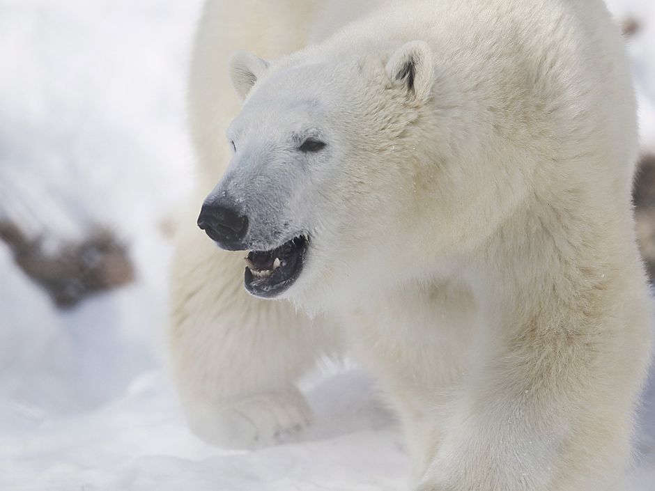 Hiker mauled by polar bear during trip through park in Labrador ...