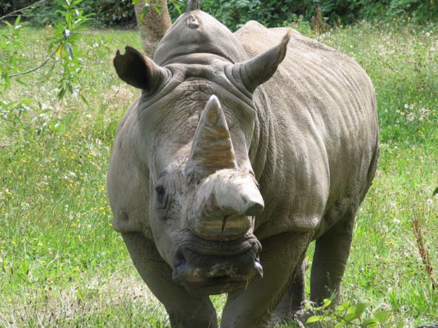 'rest At Peace My Old Friend': 46-year-old White Rhino, Charlie 