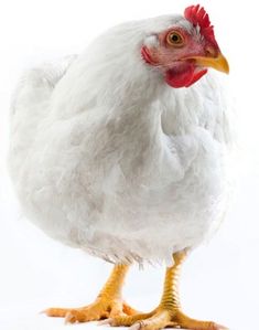 hen