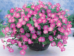 Petunias produce a full season of blooms that offer a delicate scent that won’t overwhelm a small space.