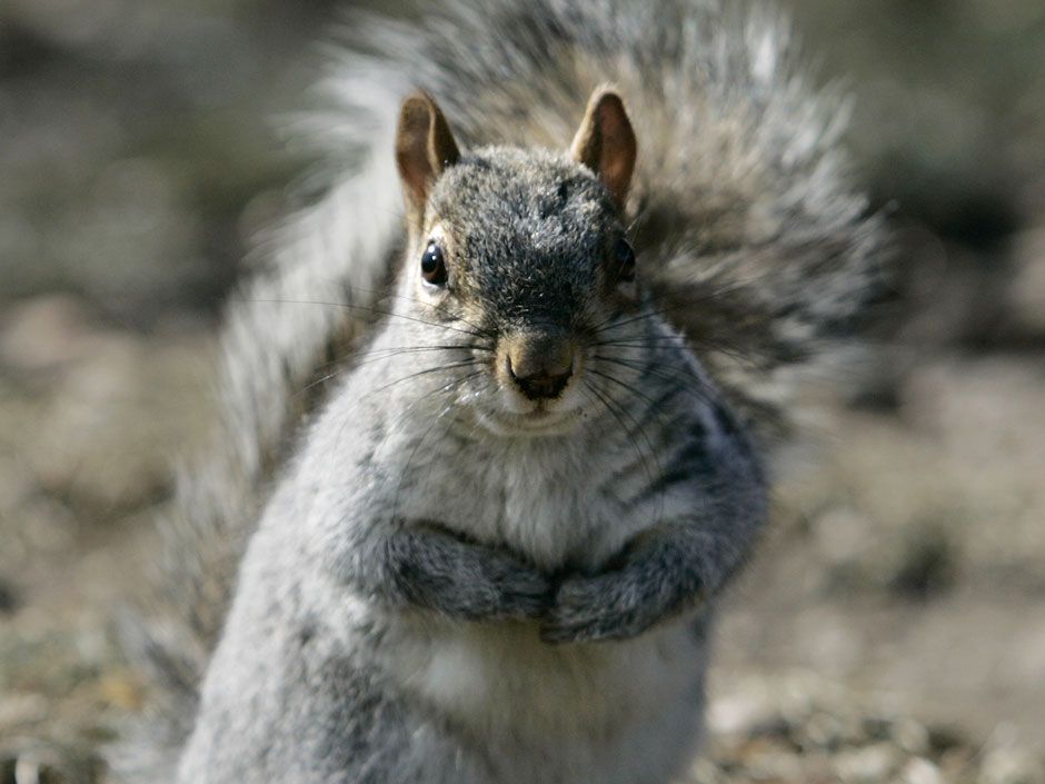 Bubonic plagueinfested squirrel shuts down Los Angeles County national