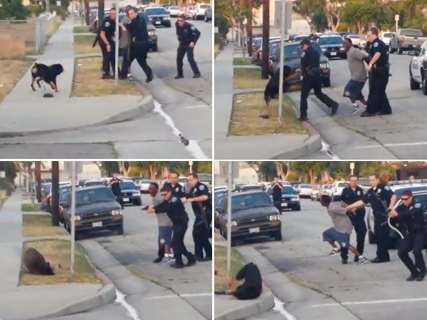 Police Shoot Dog: Hawthorne Police Get Threats After Video | National Post