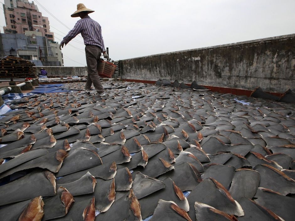 Stop Selling' and Buying Shark Fins - Clean Malaysia