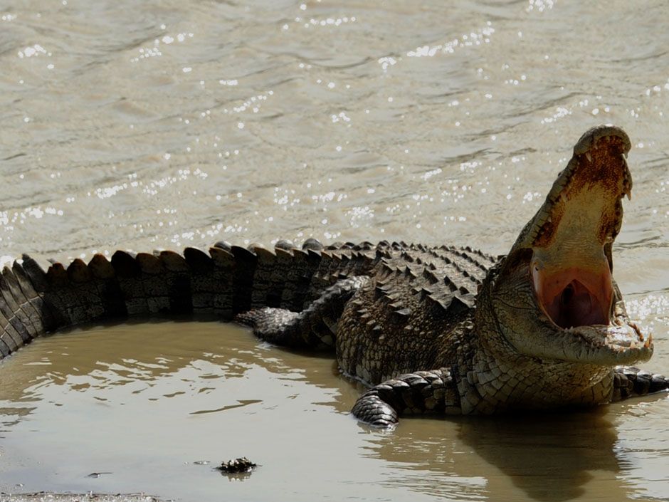 Police recover body after Australian's failed attempt to swim across a