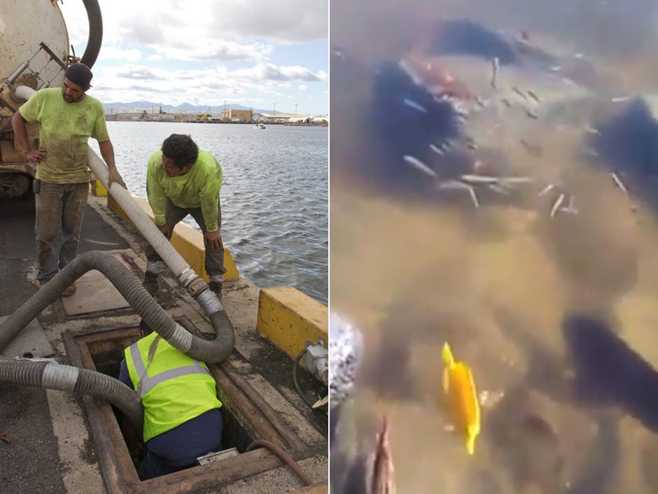 Huge Hawaii molasses pipeline leak turns Honolulu harbour brown and