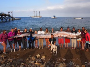 AP Photo/Catalina Island Marine Institute