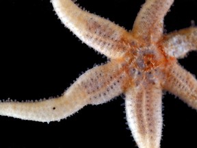 AP Photo/National Oceanography Center