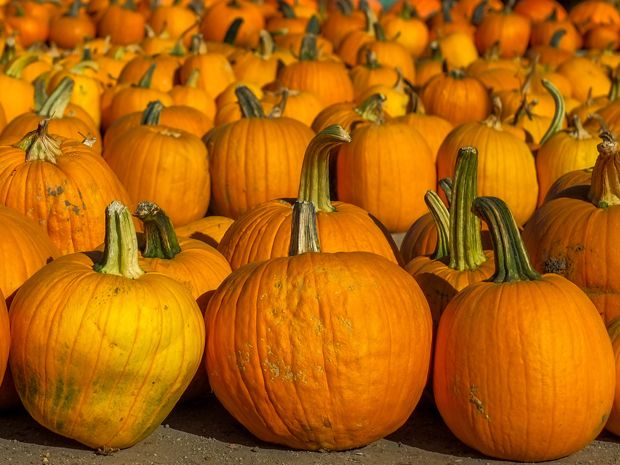 Woman caught smuggling drugs inside pumpkins at Montreal airport: RCMP ...