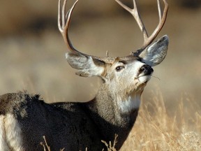 CANADIAN PRESS/AP-Utah Division of Wildlife Resources, Brent Stettler