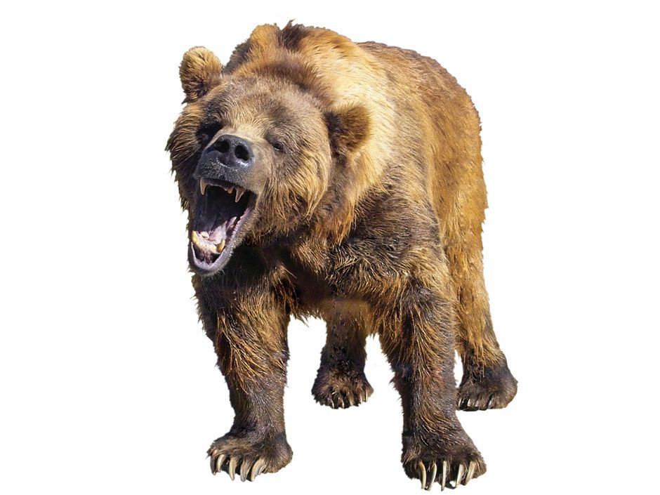 We sequenced the cave bear genome using a 360,000-year-old ear