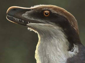 Local Input~ UNDATED - Great recon of Acheroraptor, our new Hell Creek velociraptorine - Credit ROM Paleontology