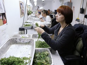 In this Dec. 5, 2013 photo, workers process marijuana in the trimming room at the Medicine Man dispensary and grow operation in northeast Denver. Colorado prepares to be the first in the nation to allow recreational pot sales, opening Jan. 1.