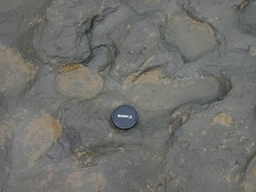 Undated handout photo issued by the British Museum Friday Feb.  7, 2014 of some of the  human footprints, thought to be more than 800,000 years old, found in silt on the beach at Happisburgh on the Norfolk coast of England, with a camera lens cap laid beside them to indicate scale. (AP Photo/British Museum)