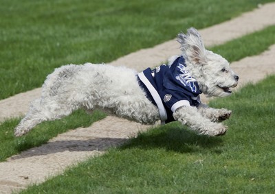 Meet Hank, the adorable stray dog who has become the Brewers' unofficial  mascot