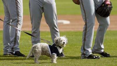 Hank the ballpark pup is still Hank. The Brewers just went all-in