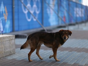 SOCHI, RUSSIA - FEBRUARY 05:  A dog walks through Olympic Park ahead of the Sochi 2014 Winter Olympics on February 5, 2014 in Sochi, Russia.  (Photo by Clive Mason/Getty Images)