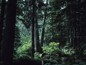 Forest in British Columbia