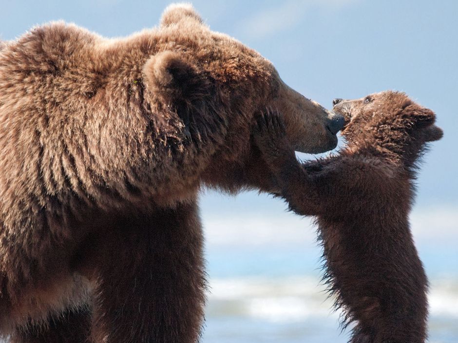 Turkish Brown Bear Cub Gets High on Mad Honey, Nature and Wildlife