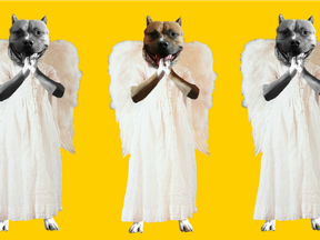 angel pitbull2.png