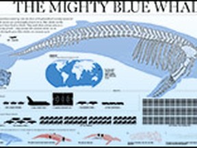 Blue-Whale-