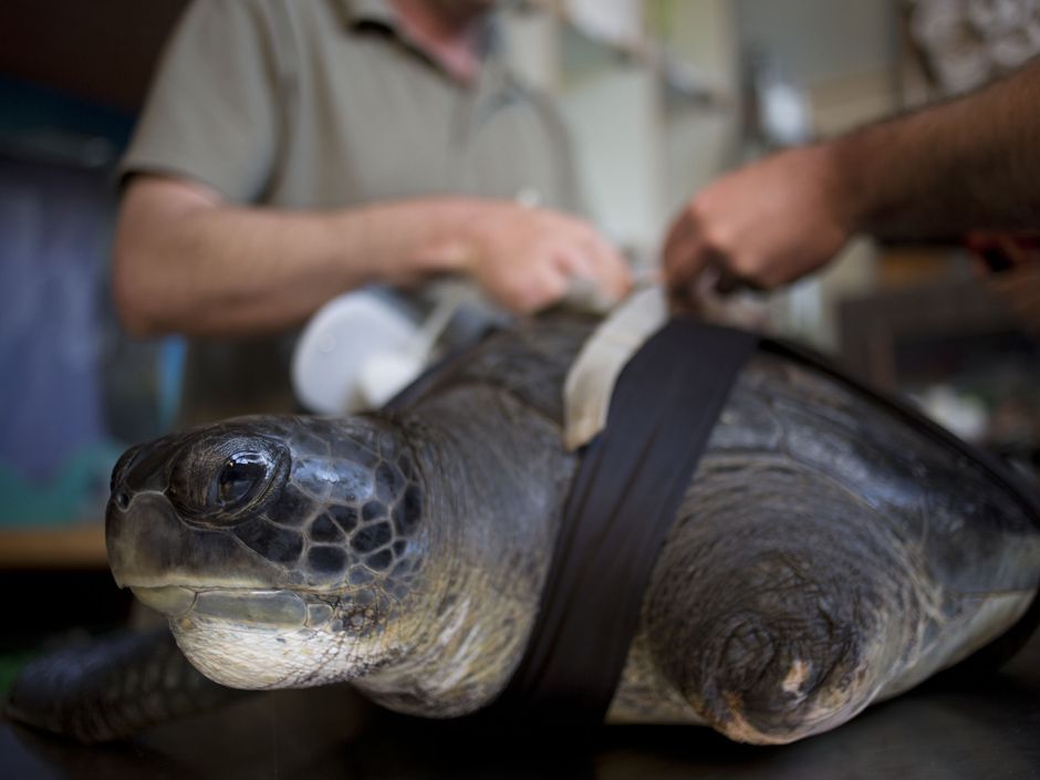 Inspired by a fighter jet, Israeli rescuers design prosthetic fin to save  endangered sea turtle