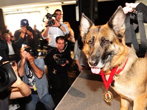 German Shepherd Kyra (5) was inducted into the Purina Animal Hall of Fame today for coming to the rescue of her owner, Lynn O'Connor, when she was viciously attacked by a black bear near Peterborough, Ontario. (CNW Group/Purina Animal Hall of Fame)