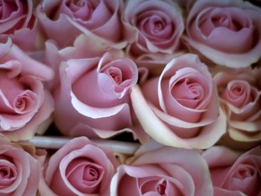 Roses pink