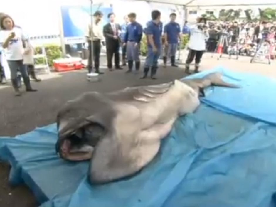 Alien' and amazingly rare Megamouth Shark found off the coast of