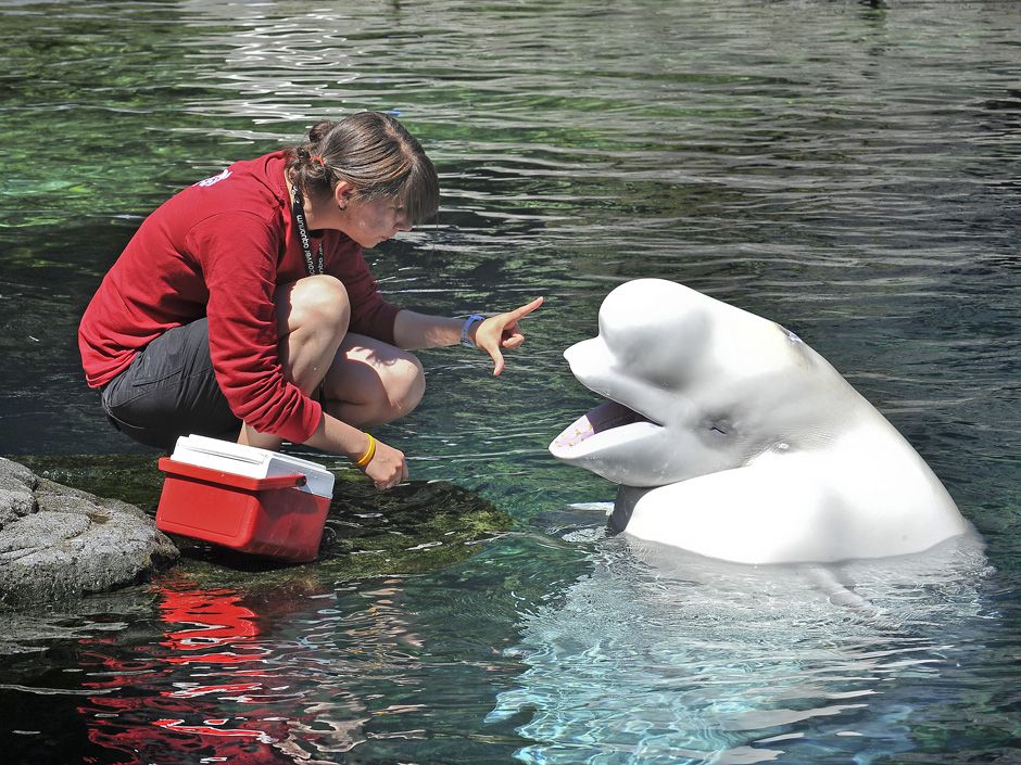 How your cat could be making beluga whales sick - Montreal