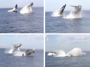 humpbacks-double-breach