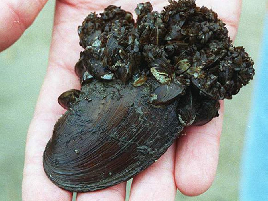 Why Are Zebra Mussels In Lake Winnipeg Such A Calamity When They've ...