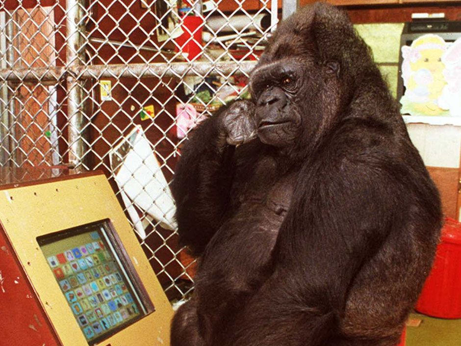 The troubling world of Koko the gorilla and the decline of ape