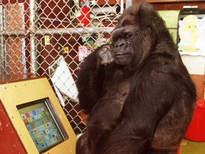 Ron Cohn/The Gorilla Foundation Photo