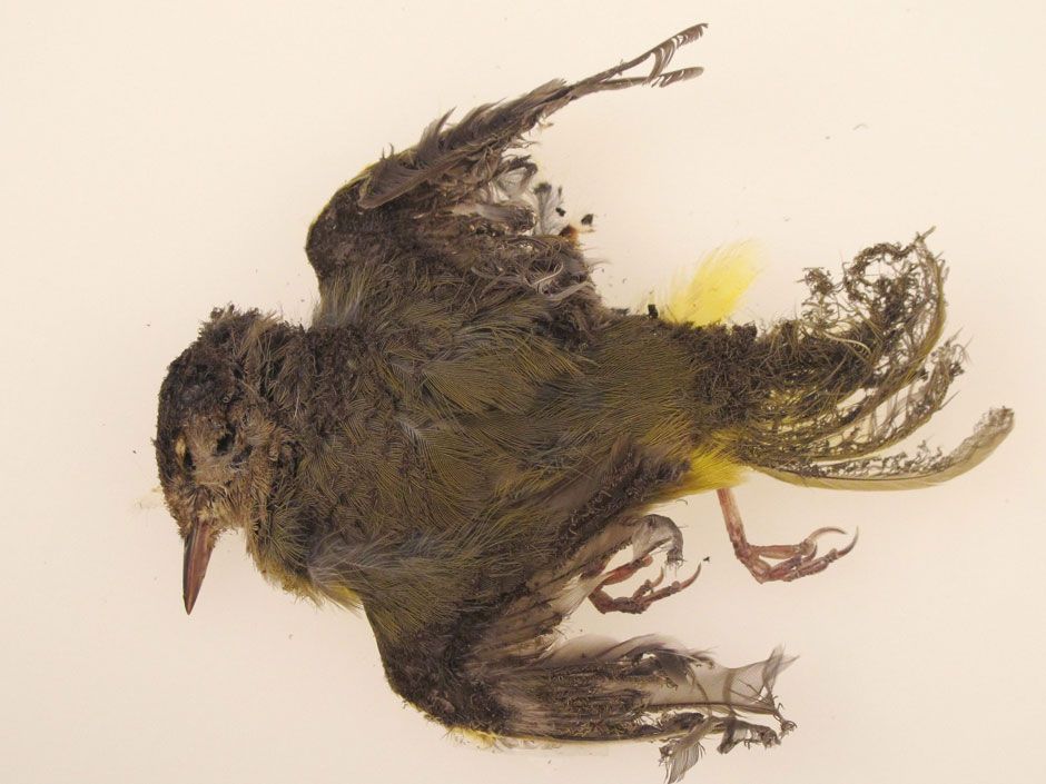 Solar plants causing birds to catch on fire in mid flight