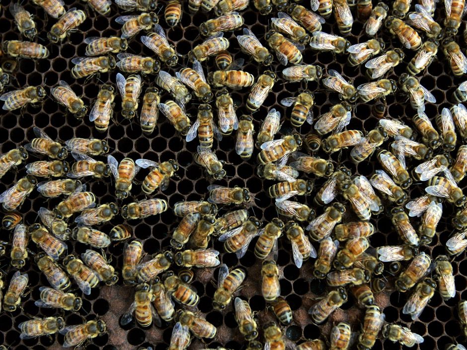 RCMP launches investigation after thousands of honey bees poisoned in ...