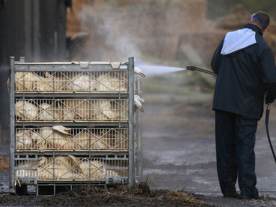 Bird Flu Outbreak In Britain Is First In Six Years, And Late Detection ...