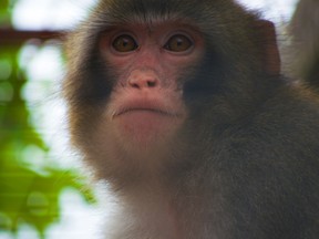 Story Book Farm Primate Sanctuary