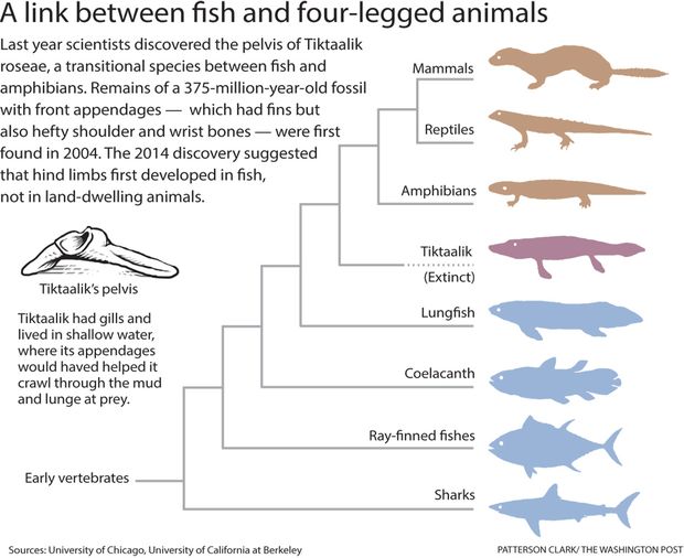 A link between fish and four-legged animals
