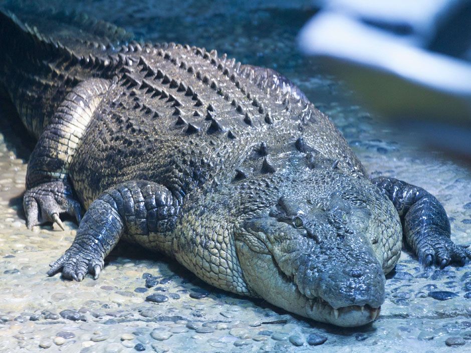 Mozambique beer believed poisoned with crocodile bile kills 69 and puts ...