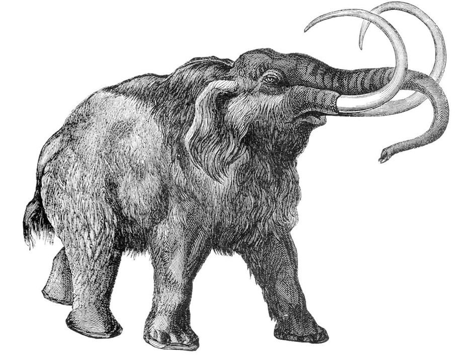 Offered my perm mammoth as a sort of social experiment in the