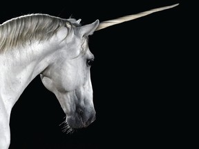 unicorn detail