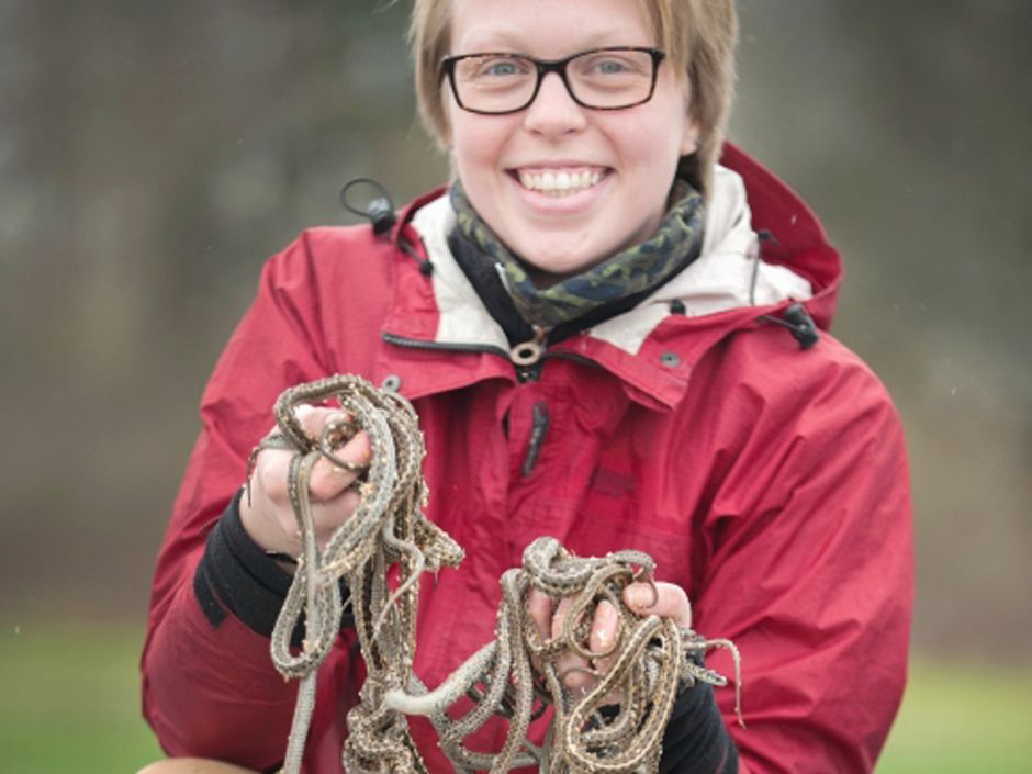 Snakes on a plain: 500 garter snakes returned to B.C. bay after being