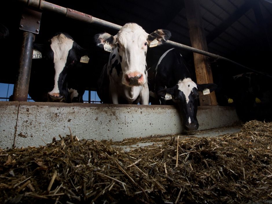 National Post View Milking a sacred cow — why supply management isn't