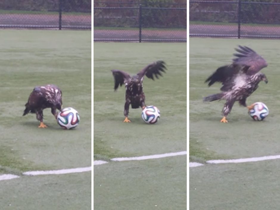 This could be the best (and only) eagle playing soccer video you'll