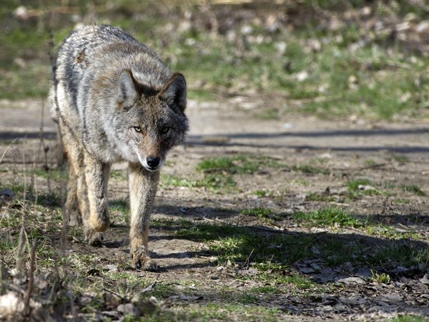 Ontario Investigates Ritualistic Killings Of Coyotes In London Area ...