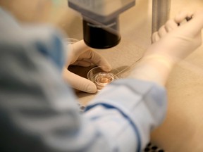 An embryologist fertilizes embryos
